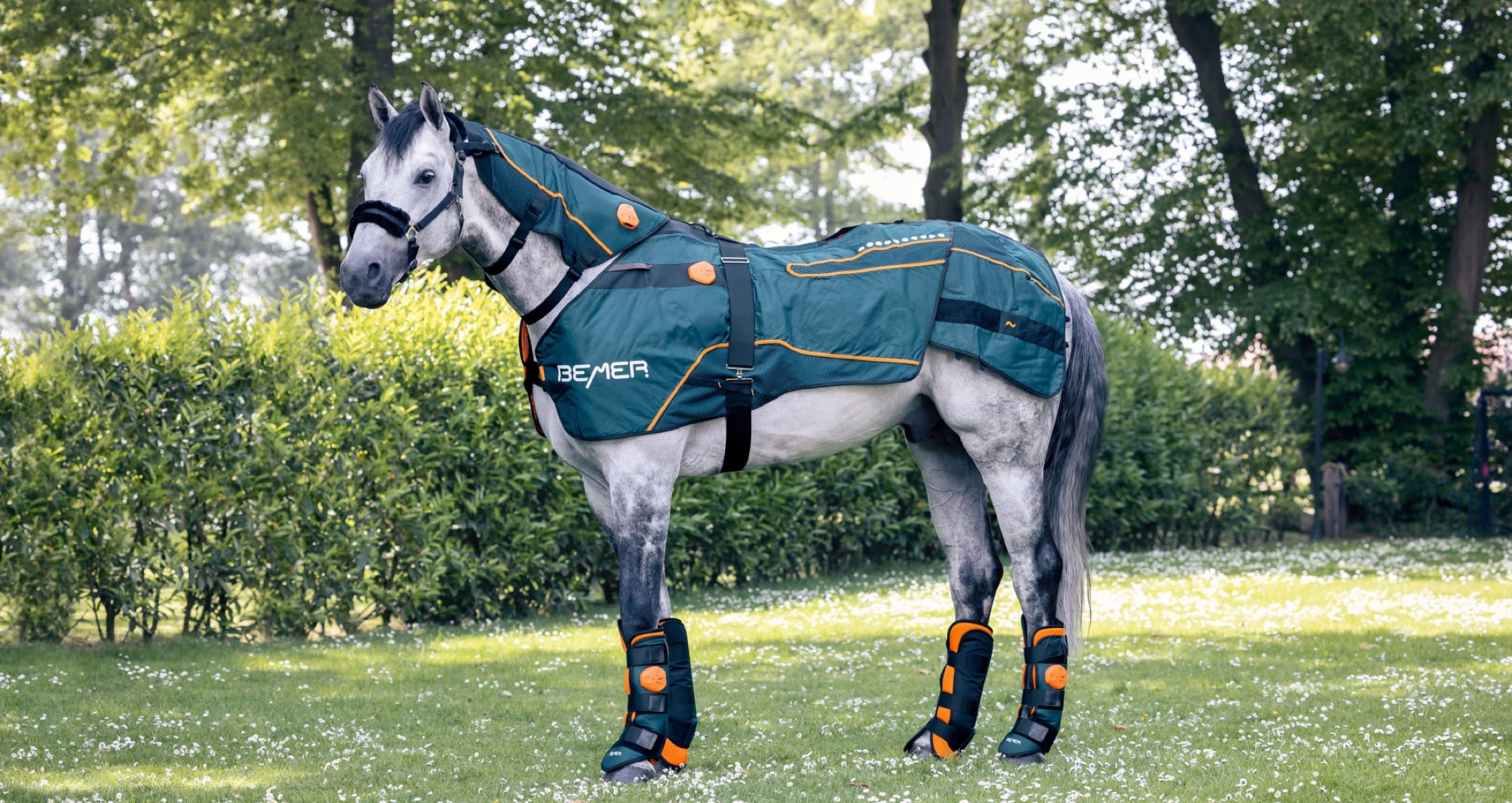 Pferd mit BEMER Horse-Set Halsmanschette